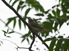 Mecocerculus hellmayri