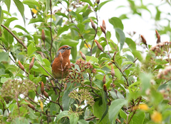 Microspingus erythrophrys