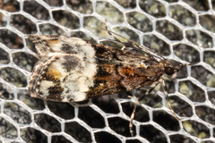 Scoparia minusculalis