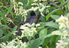 Batara cinerea