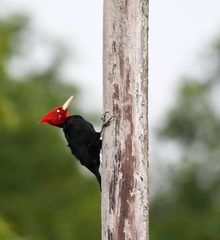 Campephilus leucopogon