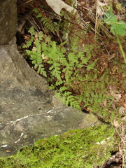 Cystopteris tenuis
