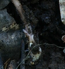 Clavaria rosea
