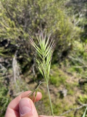 Bromus rubens