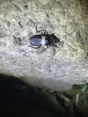 Chauliognathus tripartitus