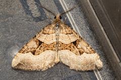 Xanthorhoe semifissata