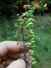 Actaea podocarpa