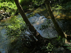 Syzygium tierneyanum