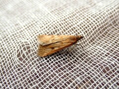 Achyra nigrirenalis