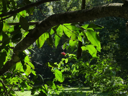 Syzygium tierneyanum, photograph 6