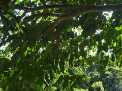 Syzygium tierneyanum