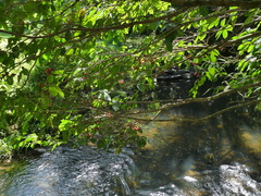 Syzygium tierneyanum