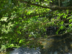 Syzygium tierneyanum