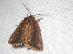 Dasygaster ligniplena