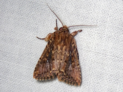 Dasygaster ligniplena