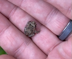 Rhinella