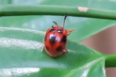 Stenotarsus pardalis
