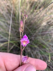 Bletia purpurea