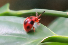 Stenotarsus pardalis