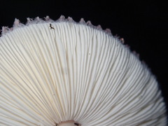 Leucoagaricus roseilividus