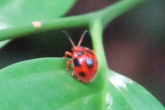 Stenotarsus pardalis