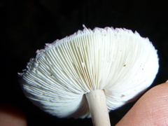 Leucoagaricus roseilividus