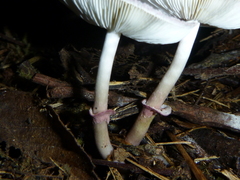 Leucoagaricus roseilividus