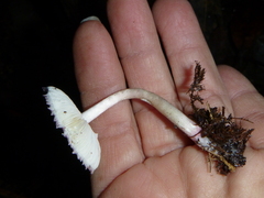 Leucoagaricus roseilividus