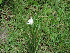 Zephyranthes chlorosolen