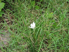 Zephyranthes chlorosolen