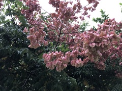 Koelreuteria elegans