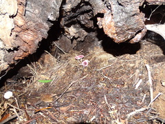 Leucoagaricus roseilividus