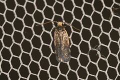 Hoplostega ochroma