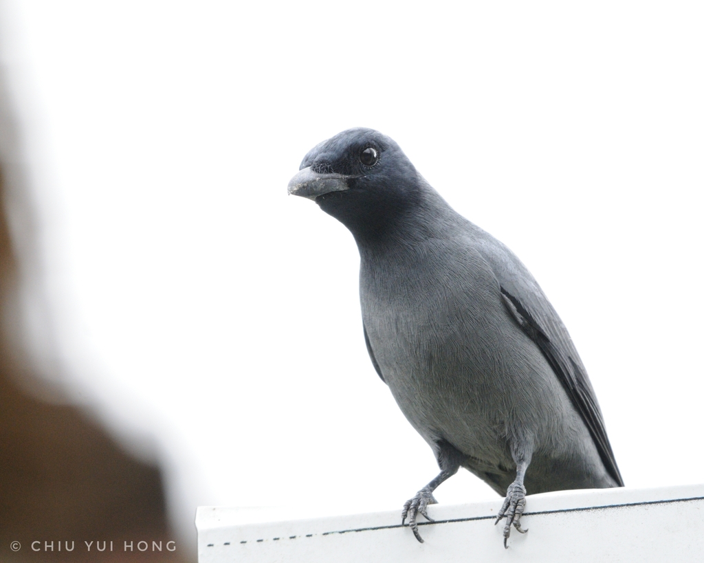 Sunda Cuckooshrike