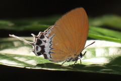 Eooxylides tharis distanti