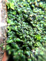 Endocarpon pallidulum