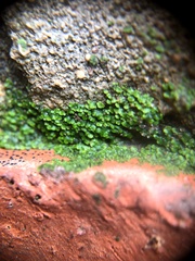 Endocarpon pallidulum