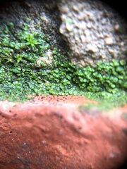 Endocarpon pallidulum