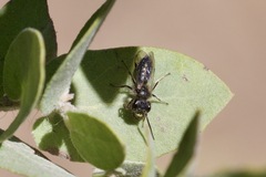 Andrena principalis
