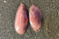 Psammobiidae