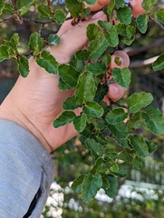 Nothofagus antarctica