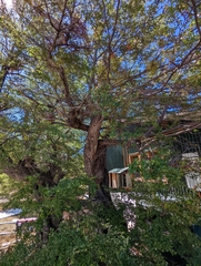 Nothofagus antarctica