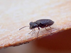 Scopodes