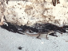 Leiocephalus psammodromus