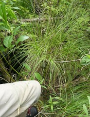 Carex prairea