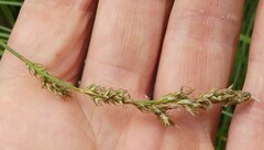 Carex prairea