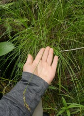 Carex prairea
