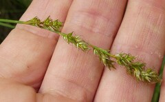 Carex prairea