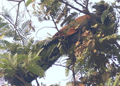 Centropus sinensis