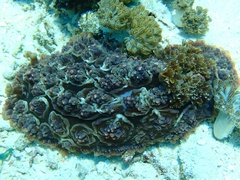 Dendrodoris carbunculosa